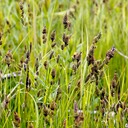 20. Carex buxbaumii DARK-SCALED SEDGE 2)