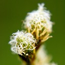 26. Carex cristatella CRESTED OVAL SEDGE