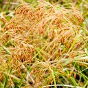 40. Scirpus cyperinus 
WOOL GRASS (2)