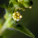 Ambrosia artemisiifolia elatior COMMON RAGWEED DSC3290