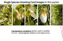 CYPCAN greeting cards  MIXED