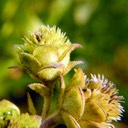 Silphium integrifolium deamii DEAM’S ROSINWEED (2)