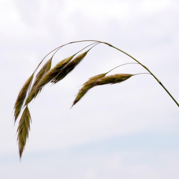 01. Bromus kalmii PRAIRIE BROME