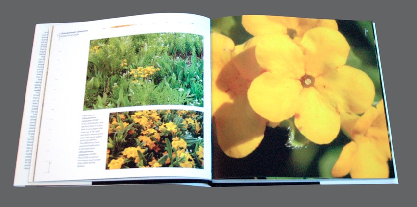 02 - Lithospermum canescens HOARY PUCCOON