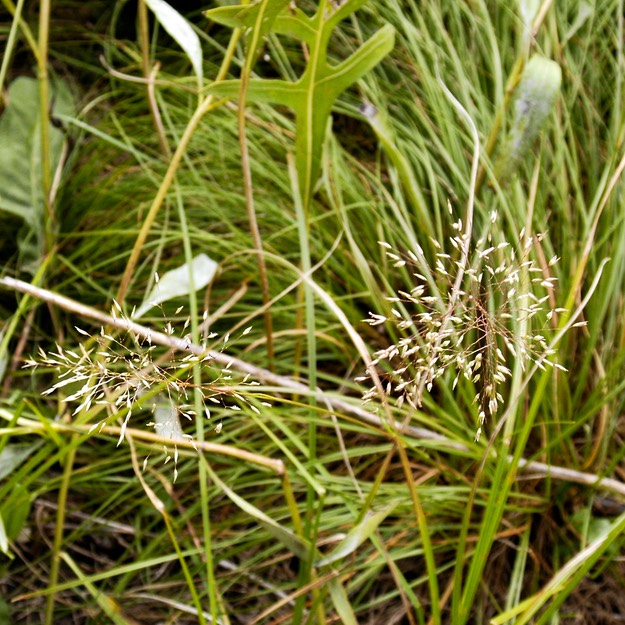 02. Sporobolus heterolepis PRAIRIE DROPSEED