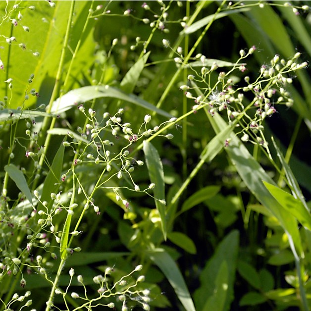 03. Panicum leibergii PRAIRIE PANIC GRASS