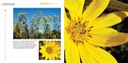 04 - Helianthus grosseserratus SAWTOOTH SUNFLOWER