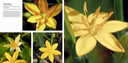 04 - Hypoxis hirsuta GOLDEN STARGRASS