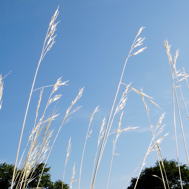 04. Stipa spartea PORCUPINE GRASS