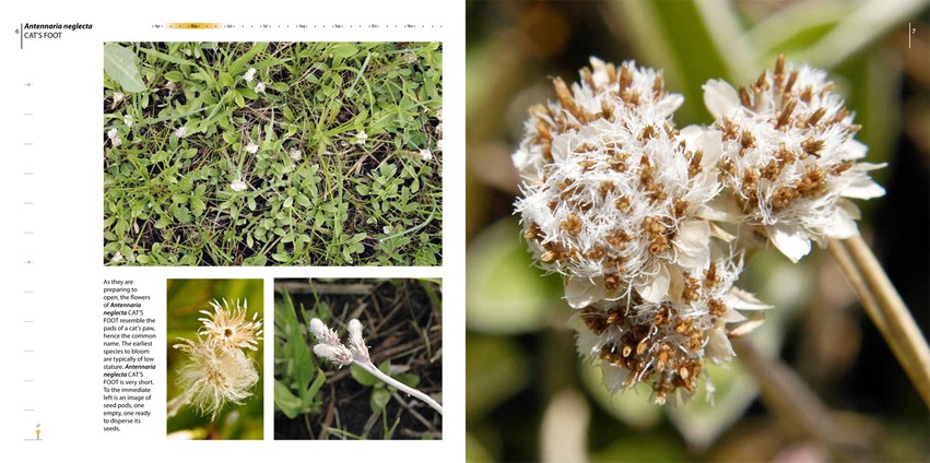 05 - Antennaria neglecta CAT'S PAW