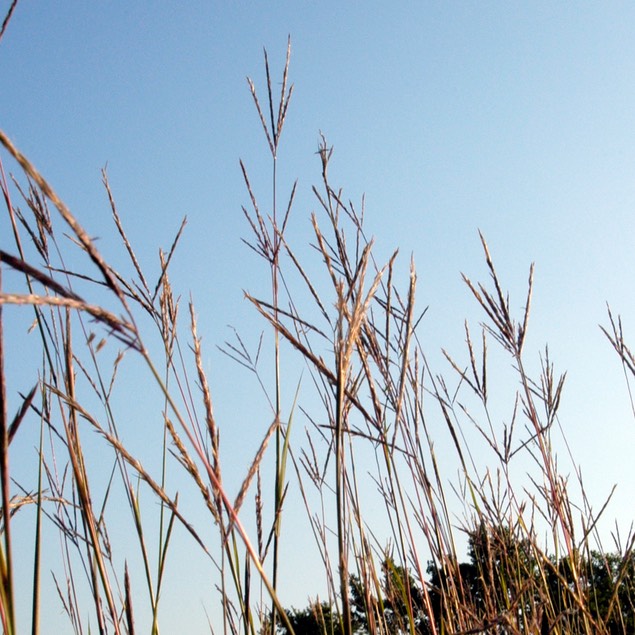 05. Andropogon gerardii BIG BLUESTEM GRASS