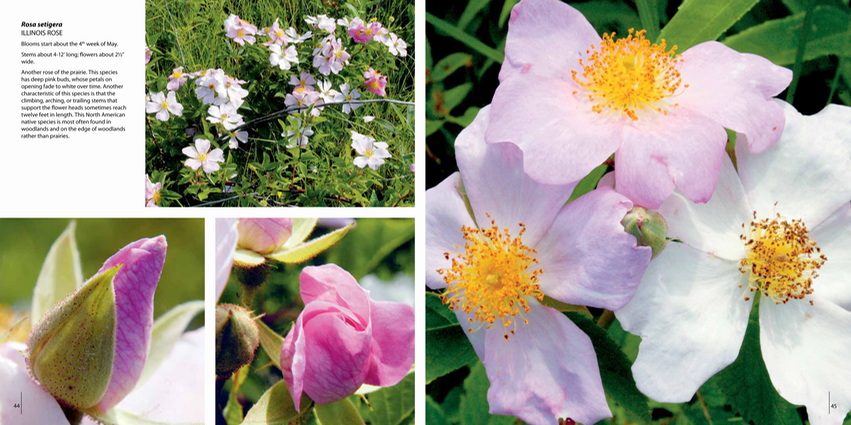 06 - Rosa setigera ILLINOIS ROSE