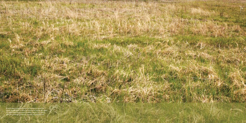 07 - field view - early May