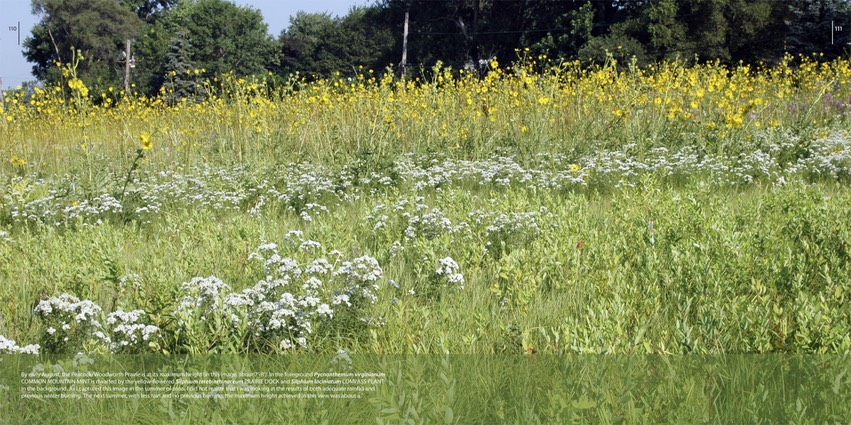 08 - field view - late August