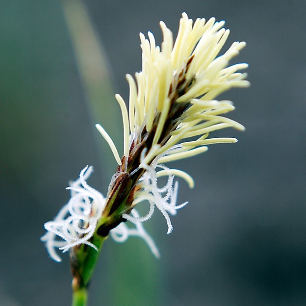 09. Carex pennsylvanica COMMON OAK SEDGE (2)