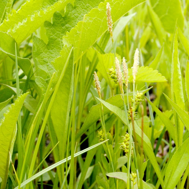 11. Carex tetanica COMMON STIFF SEDGE (2)