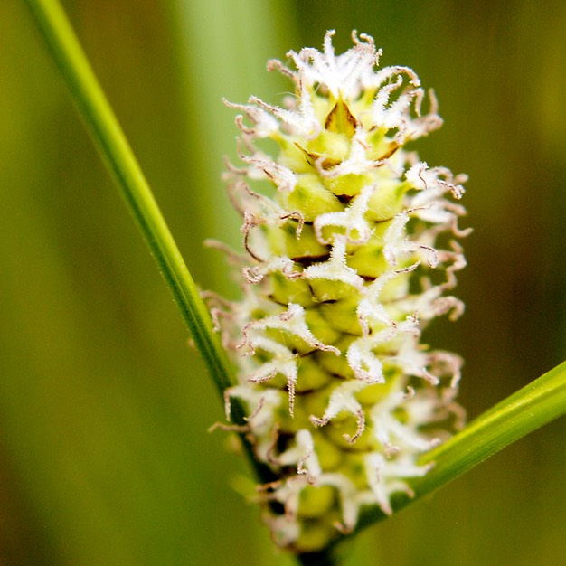 17. Carex pellita BROAD-LEAVED WOOLLY SEDGE (1)