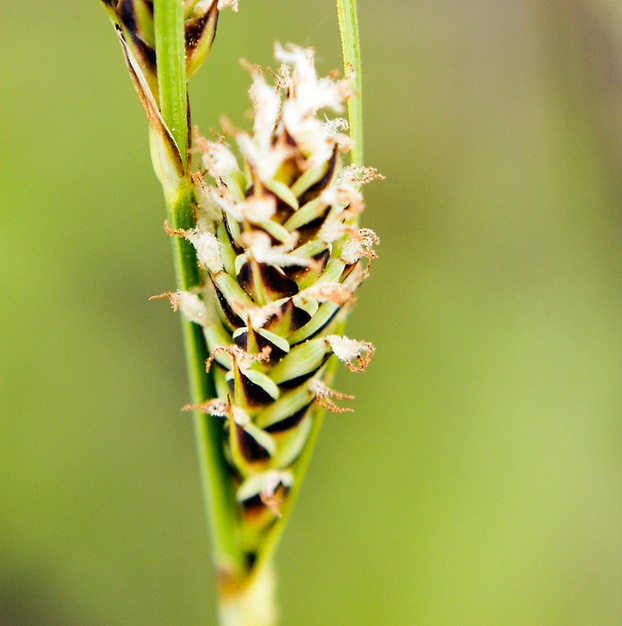 19. Carex buxbaumii
DARK-SCALED SEDGE (1)