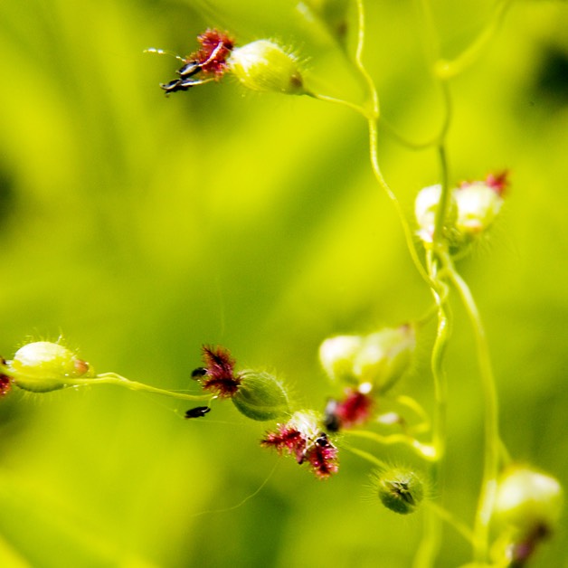 24. Panicum leibergii PRAIRIE PANIC GRASS (1)
