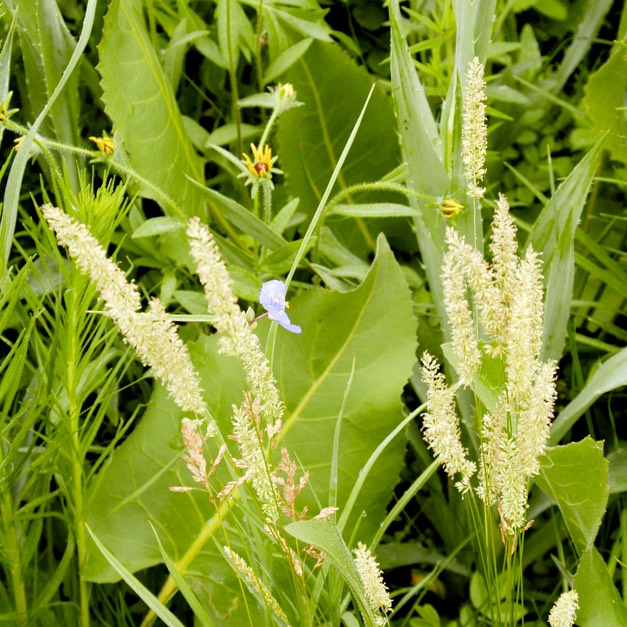 31. Koeleria cristata
JUNE GRASS (2)