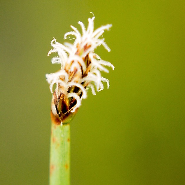 38.Eleocharis smallii
MARSH SPIKE RUSH