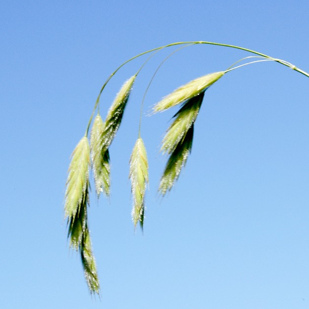 42, Bromus kalmii
PRAIRIE BROME (2)