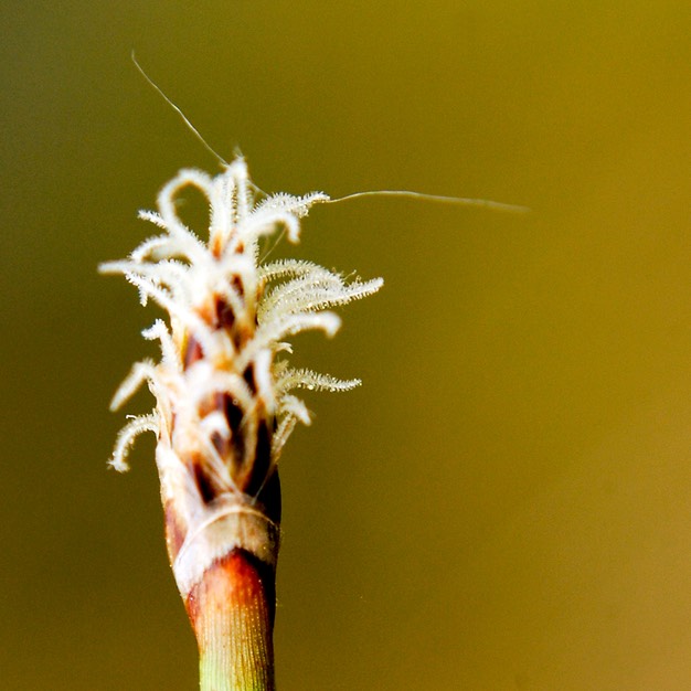 43. Eleocharis erythropoda RED-ROOTED SPIKE RUSH