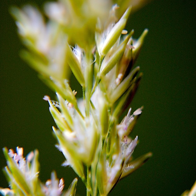 44. Sphenopholis obtusata
PRAIRIE WEDGE GRASS (1)