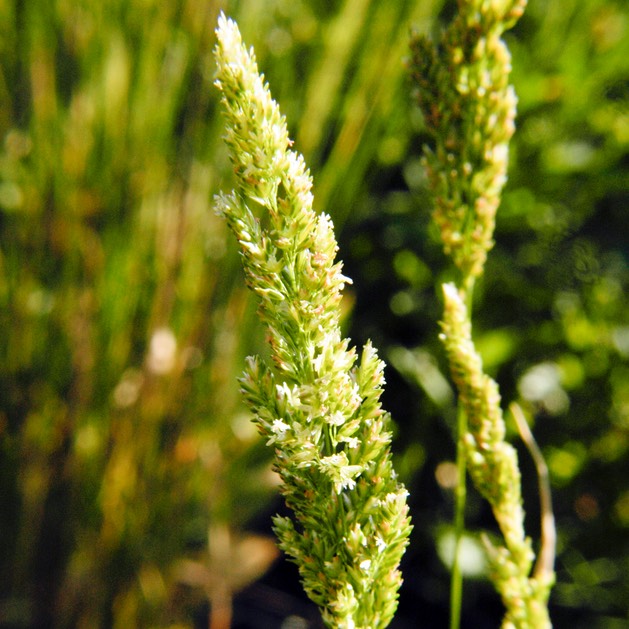 45. Sphenopholis obtusata
PRAIRIE WEDGE GRASS (2)
