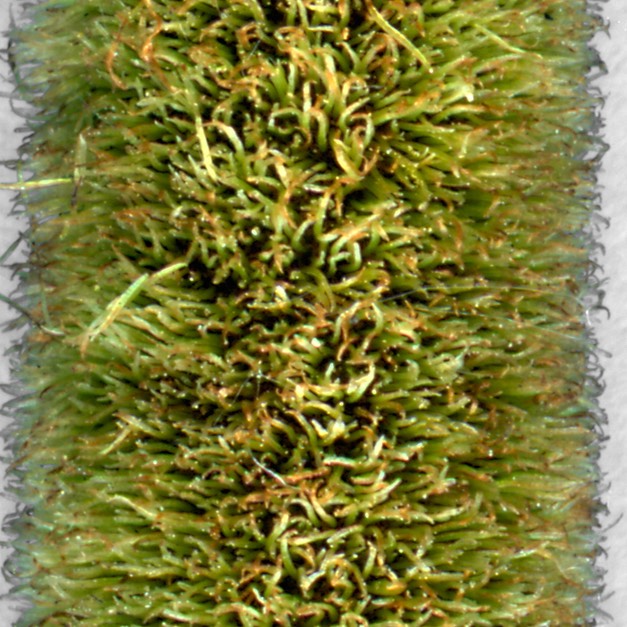 47. Typha angustifolia
NARROW-LEAVED CATTAIL