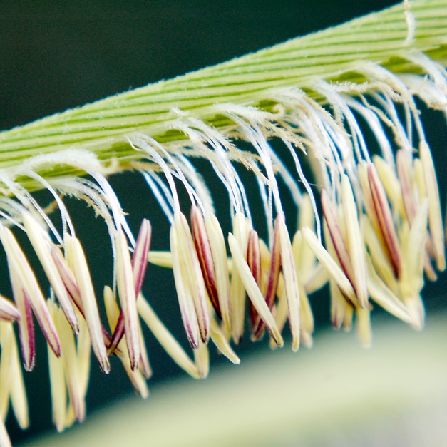 50. Spartina pectinata PRAIRIE CORD GRASS (1)
