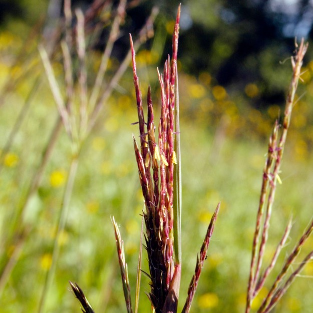 56. Andropogon gerardii
BIG BLUESTEM GRASS (2)