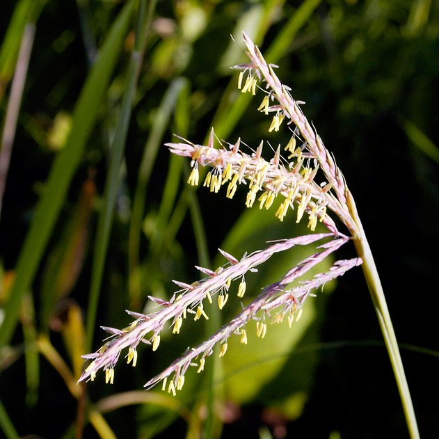 57. Andropogon gerardii
BIG BLUESTEM GRASS