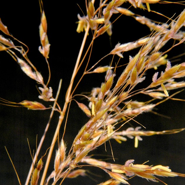 61. Sorghastrum nutans INDIAN GRASS (1)