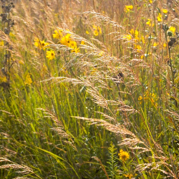 62. Sorghastrum nutans INDIAN GRASS (2)