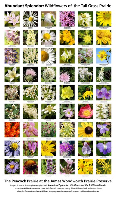 Abundant Splendor poster