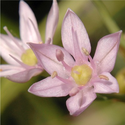 Allium canadense WILD ONION