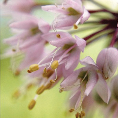 Allium cernuum NODDING WILD ONION