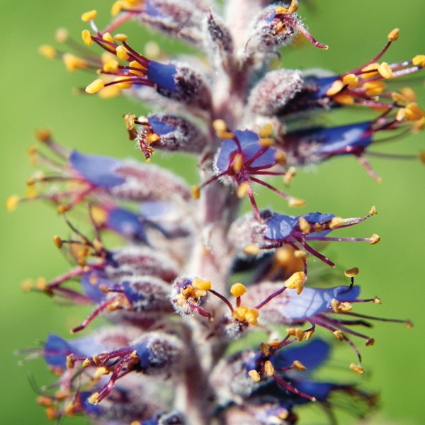 Amorpha canescens LEADPLANT DSC9906