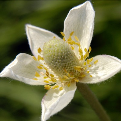 Anemone cylindrica THIMBLEWEED