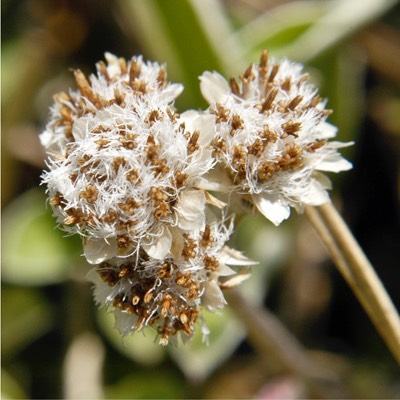 Antennaria neglecta CAT'S FOOT