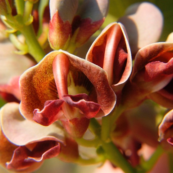 Apios americana GROUND NUT DSC7234-4-1