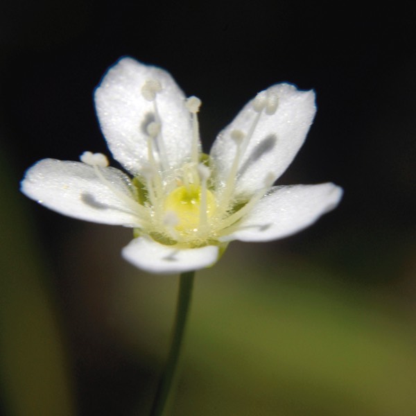 Arenaria lateriflora WOOD SANDWORT DSC8912