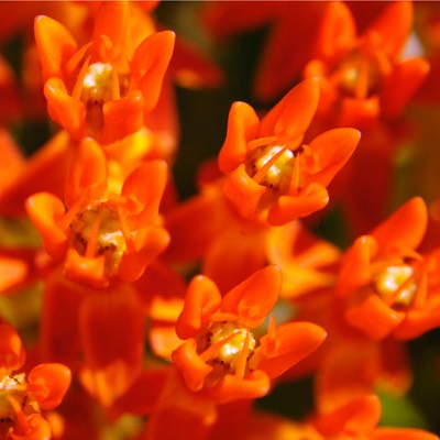 Asclepias tuberosa BUTTERFLY MILKWEED