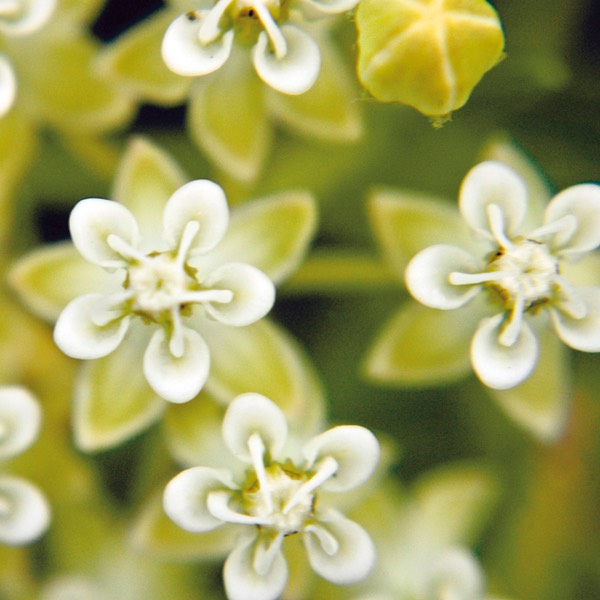 Asclepias verticillata WHORLED MILKWEED DSC2660-5