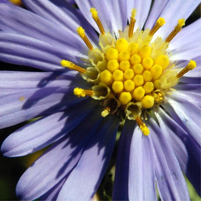 Aster laevis SMOOTH BLUE ASTER