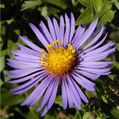 Aster novae-angliae NEW ENGLAND ASTER