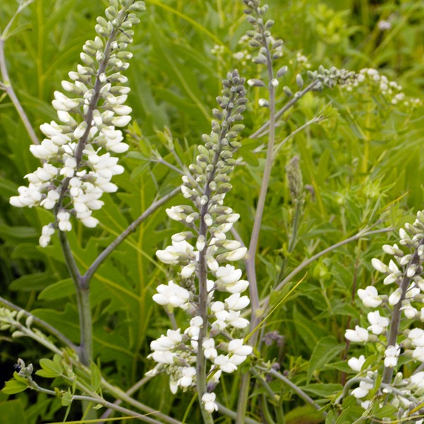Baptisia leucantha WHITE WILD INDIGO DSC2323-60-15