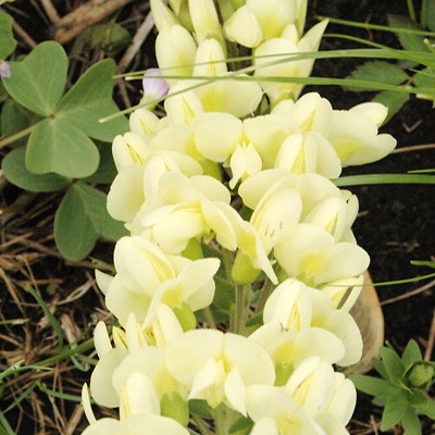 Baptisia leucophaea CREAM WILD INDIGO