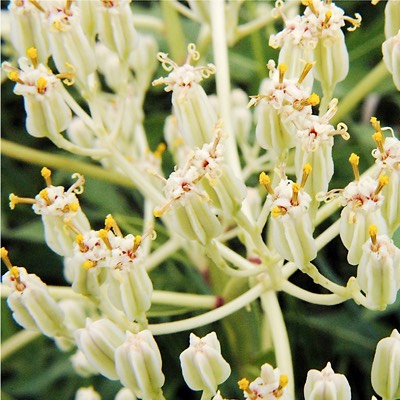 Cacalia plantaginea PRAIRIE INDIAN PLANTAIN